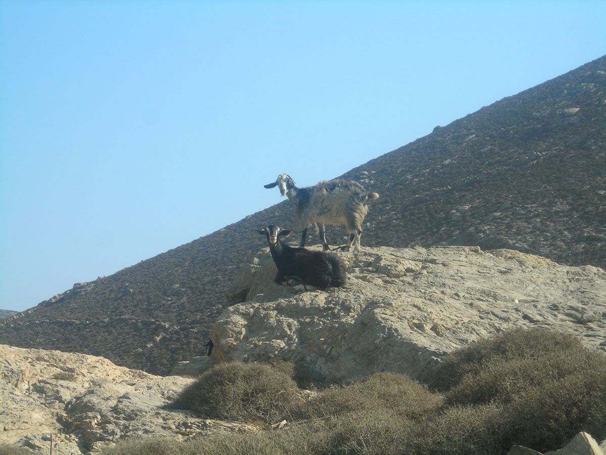 Coming across sheep and goats in Rhenia