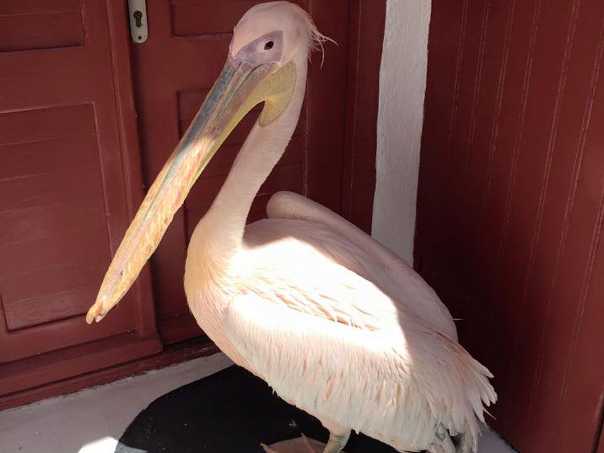 Petros, the pelican